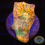 Echinophyllia spp. „Brokedown Palace“ WYSIWYG „AD Special“