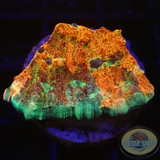 Echinophyllia spp. „Hunter“ WYSIWYG „AD Special“