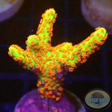 Montipora samarensis „Fredy on Fire“