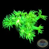 Goniopora spp. „Lime Flower“