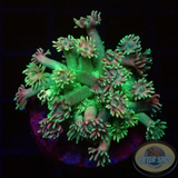 Goniopora spp. „Mutzi“ WYSIWYG „AD Special“