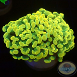 Euphyllia baliensis „Jelly“