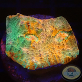 Echinophyllia spp. „Brokedown Palace“ WYSIWYG „AD Special“