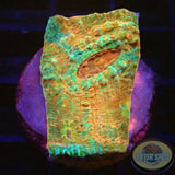 Echinophyllia spp. „Rainbow Dragon“ 🐉 WYSIWYG „AD Special“