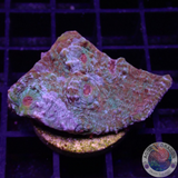 Echinophyllia spp. „Rainbow Dragon“ 🐉 WYSIWYG „AD Special“