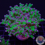 Euphyllia paradivisa „Octo Frog“