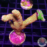 Montipora samarensis „Star Fredy“ WYSIWYG