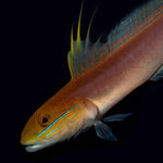 Valenciennea bella „Bella Grundel“