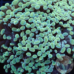 Euphyllia baliensis „Golden Nugget“