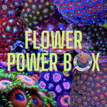 Flower Power Box