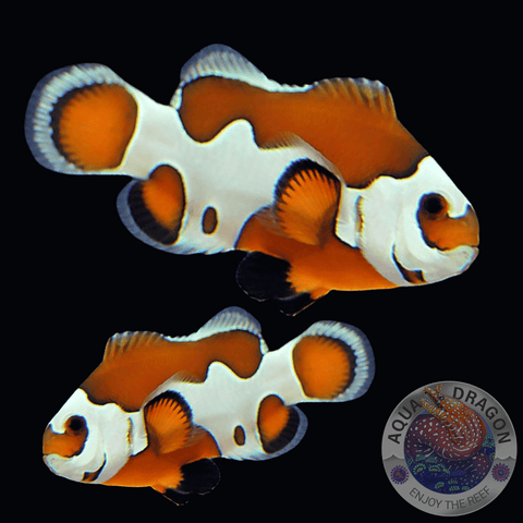 Amphiprion ocellaris „Mocha Storm“ Nachzucht Paar