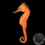 Hippocampus erectus „Orange“