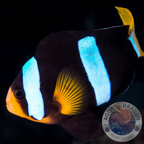 Amphiprion clarkii „Clarks-Anemonenfisch“ Nachzucht