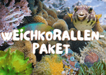 Weichkorallen-Paket