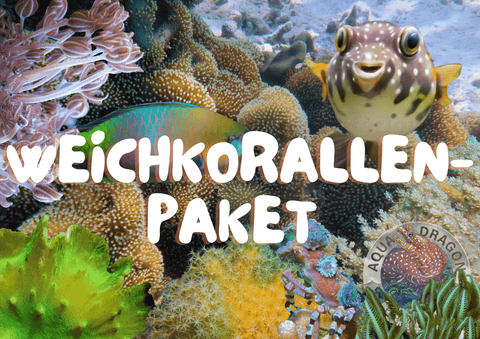 Weichkorallen-Paket