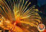 Sabellastarte sp. „Special Yellow“ S