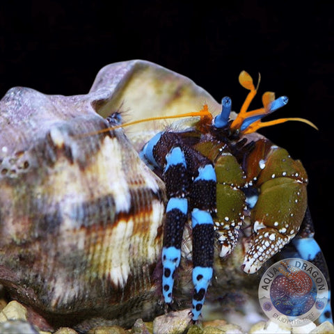 Calcinus elegans "Blauer Halloween-Einsiedlerkrebs"