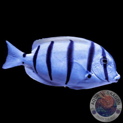 Acanthurus triostegus „Gitter-Doktorfisch“