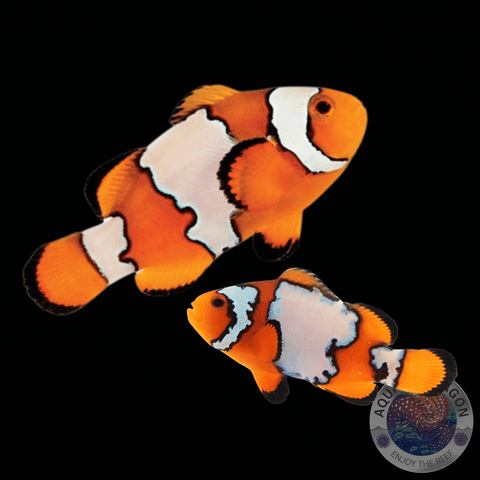 Amphiprion ocellaris „Snowflake“ ❄️ Paar „Nachzucht“