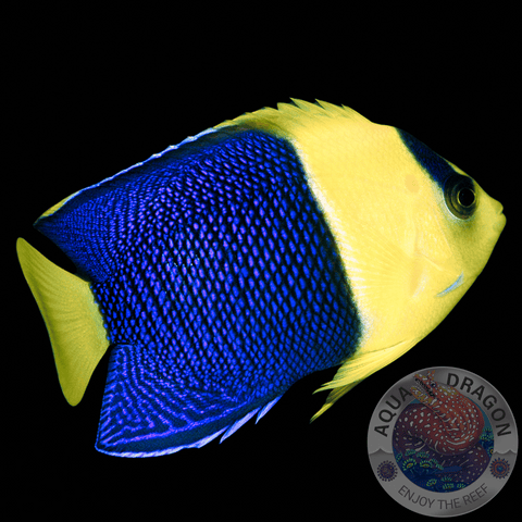 Centropyge bicolor „Blaugelber Zwergkaiserfisch“