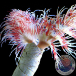 Protula bispiralis „White/Orange/Red“ S