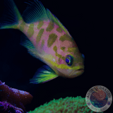 Odontanthias borbonius „Tiefwasser Fahnenbarsch“ M