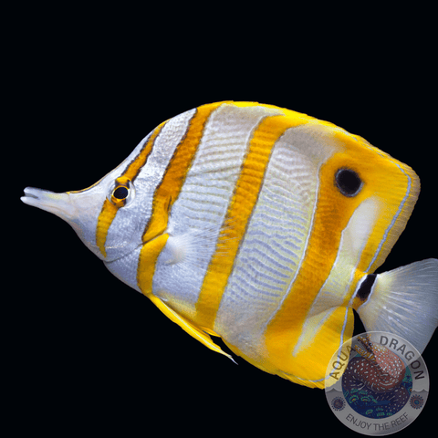 Chelmon rostratus "Orangebinden-Pinzettfisch"