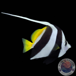 Heniochus acuminatus „Rotmeer-Wimpelfisch“ M