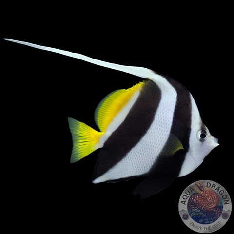 Heniochus acuminatus „Rotmeer-Wimpelfisch“ M