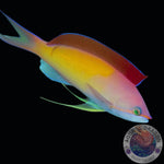 Pseudanthias dispar "Sichel-Fahnenbarsch" weiblich