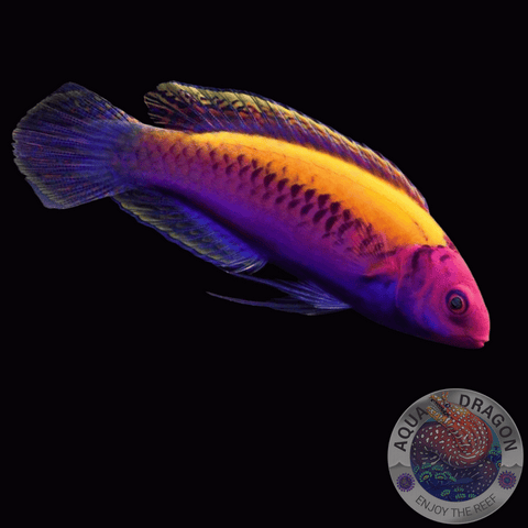 Cirrhilabrus aurantidorsalis „Orangerücken - Zwerglippfisch“