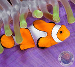 Amphiprion ocellaris „Falscher Clownfisch“ S Nachzucht