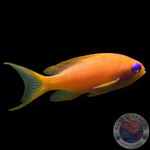 Pseudanthias squamipinnis „Juwelen Fahnenbarsch“ weiblich