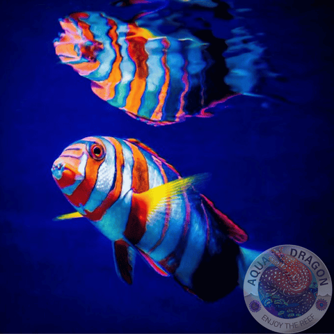 Choerodon fasciatus „Harlekin-Lippfisch“ Nachzucht