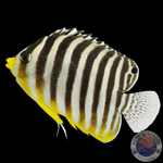 Paracentropyge multifasciata „Zebra-Zwergkaiserfisch“ Nachzucht