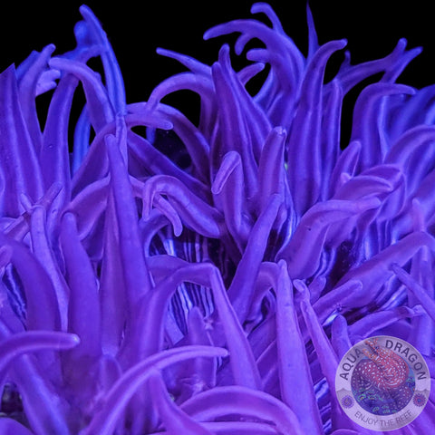 Macrodactyla doreensis „Purple” M